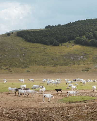 Black and white cows
